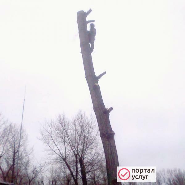 Фото Спил деревьев 