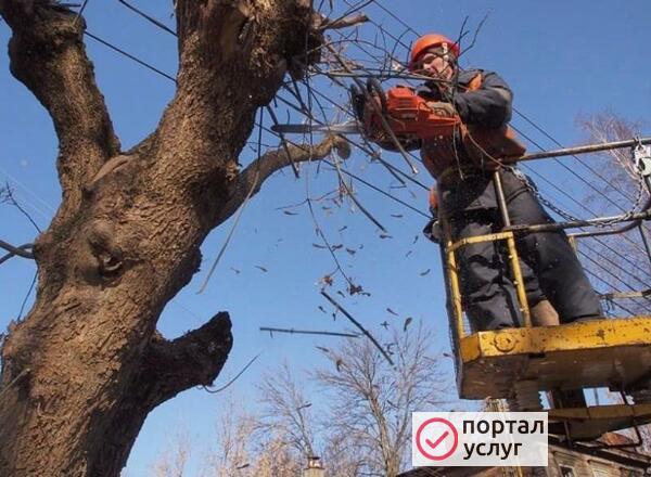 Фото Спил деревьев, очистка участков
