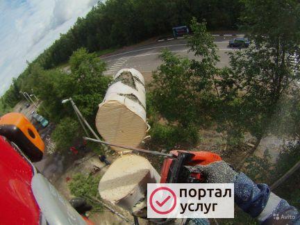 Фото Спил деревьев