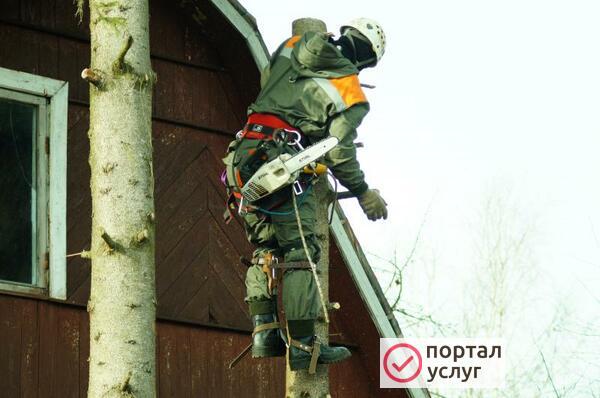 Фото Спил, обрезка, валка и удаление деревьев в Нахабино
