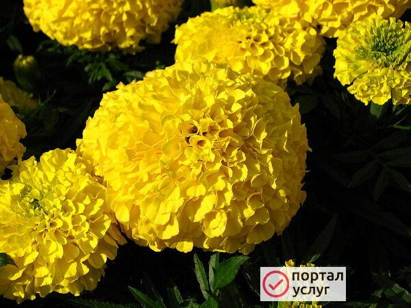 Фото Продажа рассады 