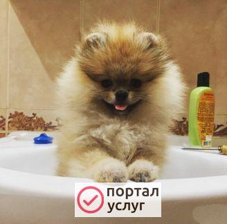 Фото Стрижка собак