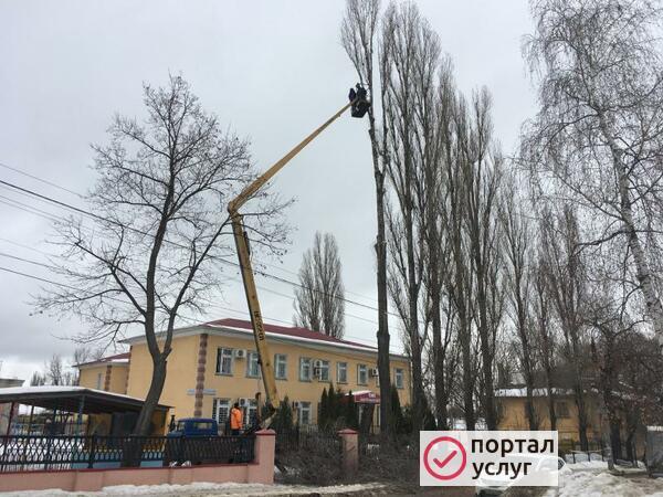 Фото Услуги по спиливанию деревьев