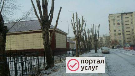 Фото Обрезка, спил,снос деревьев