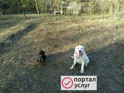 Фото Дрессировка собак
