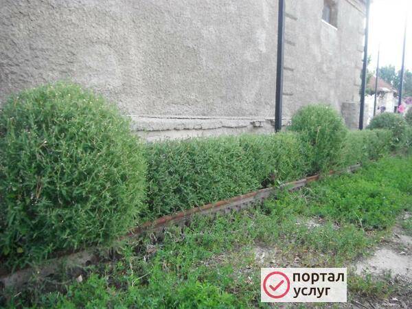 Фото Садовник