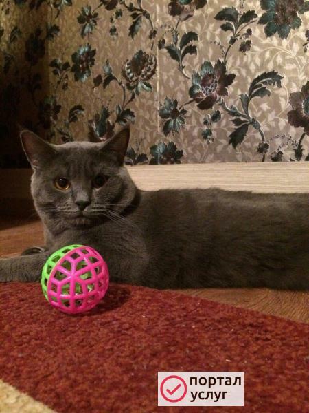 Фото Вязка с котом британцем