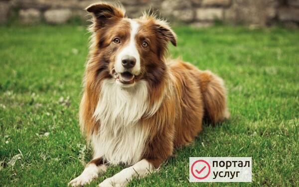 Фото Выгул собак