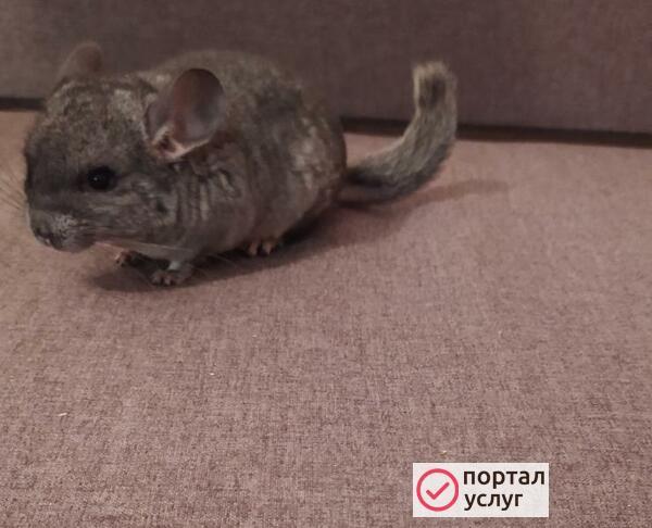 Фото Продам шиншилл