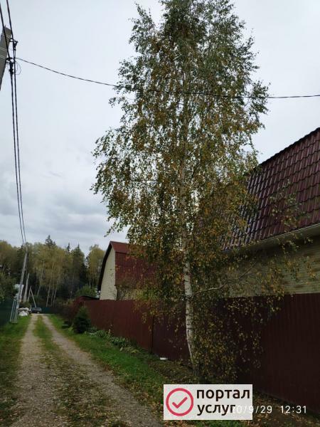 Фото Спил деревьев в Подольске