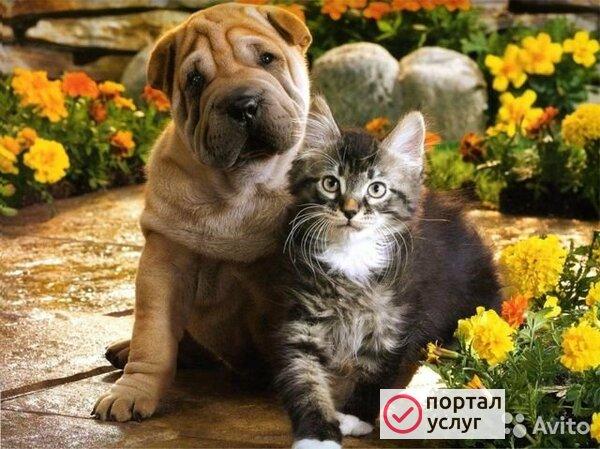 Фото Передержка вашего любимого питомца