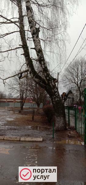 Фото Спил и обрезка деревьев в Балашихе