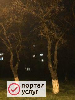 Фото Спил деревьев, тополь