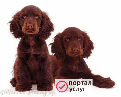 Фото Чистка охотничьих собак