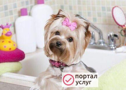 Фото Комплексный груминг собак