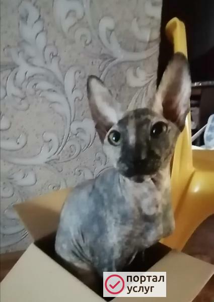 Фото Нужен котик для вязки. Сфинкс 