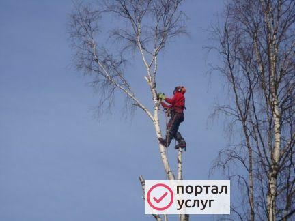 Фото Валка деревьев