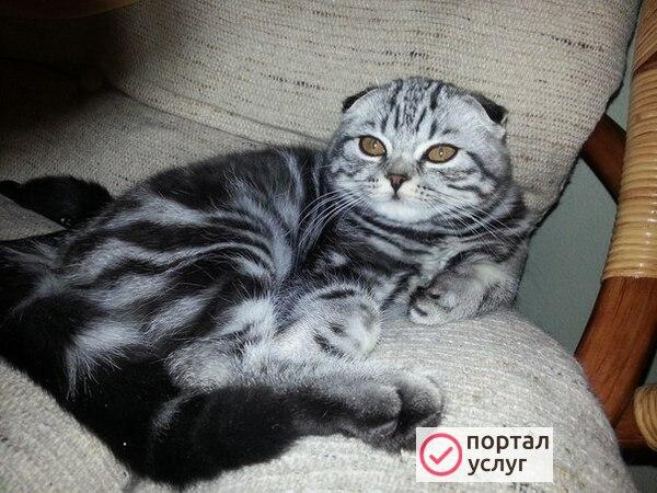 Фото Вязка 