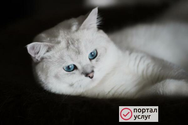 Фото Вязка 