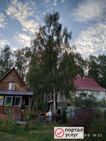Фото Вырубка деревьев