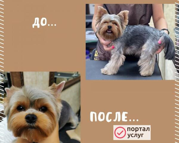 Фото Грумер