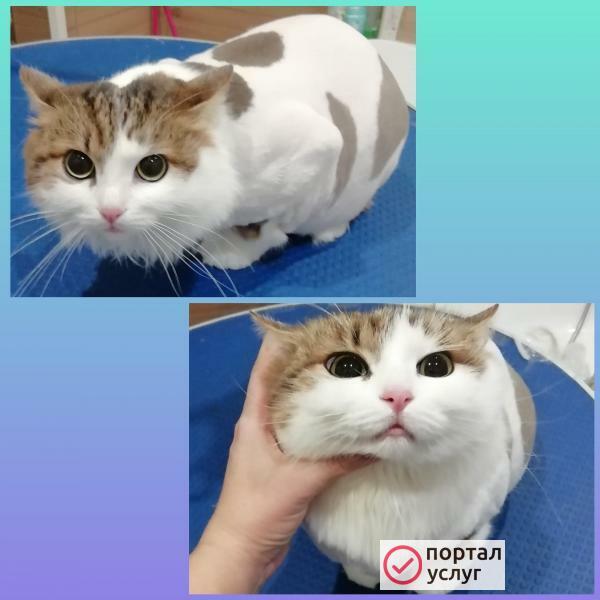 Фото Стрижка кошек