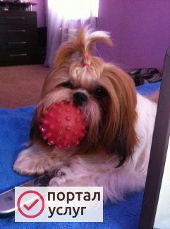 Фото Вязка ши-тцу