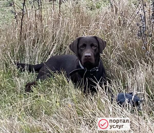 Фото Лабрадор шоколадный Вязка