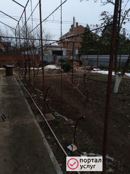 Фото Обрезка винограда