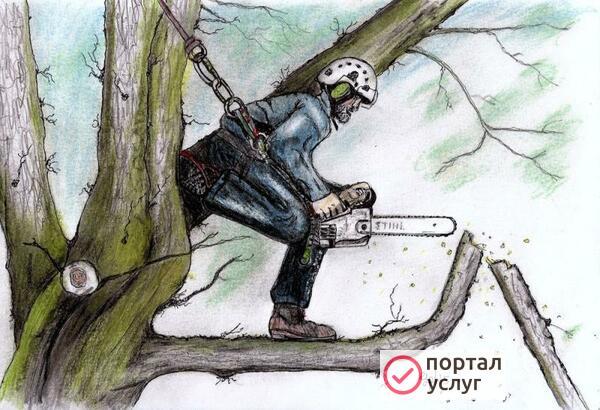 Фото спил деревьев