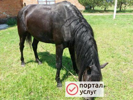 Фото Уход за лошадью