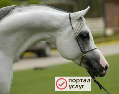 Фото Возьму на постой лошадь