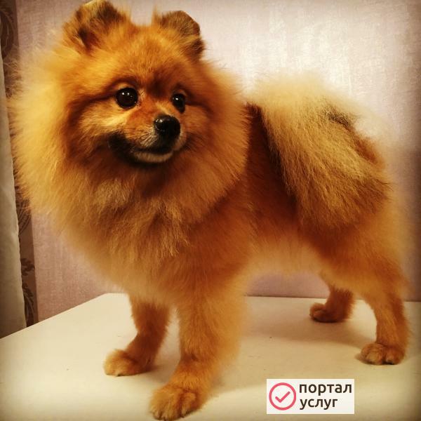 Фото Груминг стрижка шпица