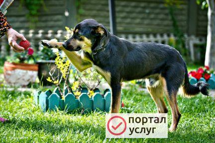 Фото Передержка - Приют для животных