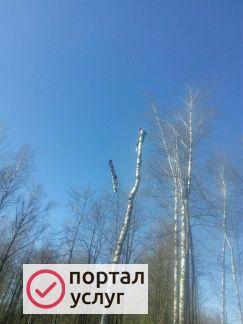 Фото Удаление деревьев