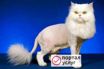 Фото Стрижка кошек