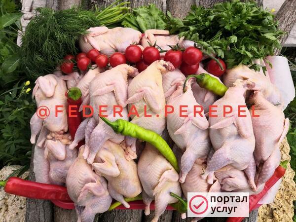 Фото Тушки перепела домашние... Соня