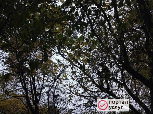 Фото Обрезка деревьев, Кронирование, стрижка изгороди