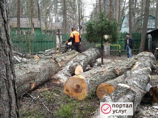 Фото Спил и валка опасных деревьев