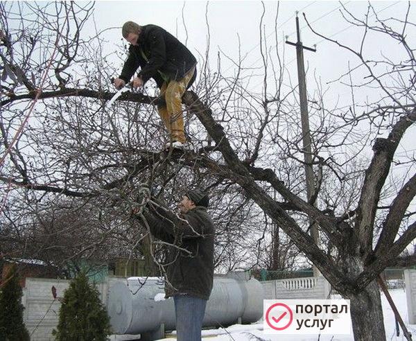 Фото омолаживание деревьев