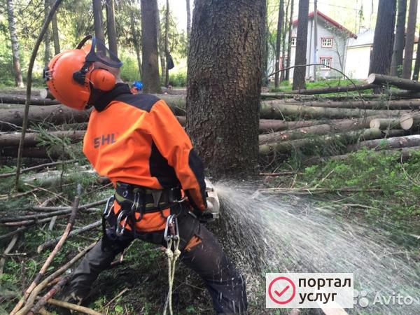 Фото Спил  опасных деревьев