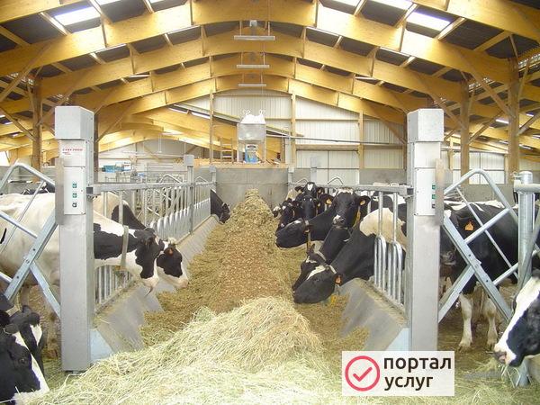 Фото Ангары коровники