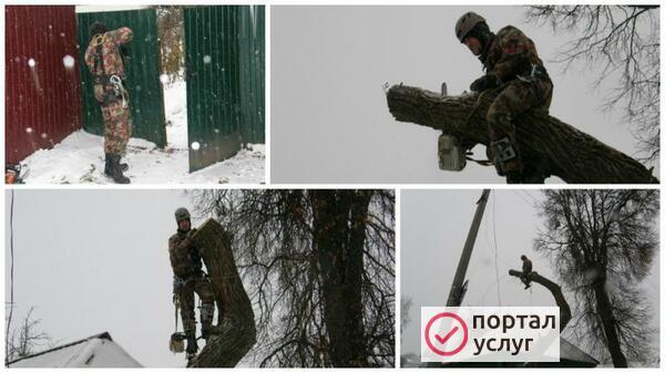 Фото Спилить дерево