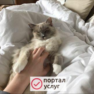 Фото Выгул собак