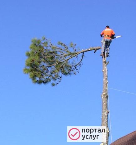 Фото Спил и обрезка деревьев в Икше