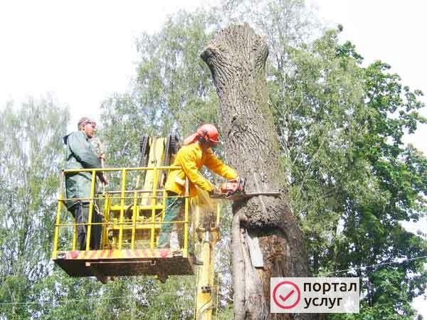 Фото Спил деревьев 