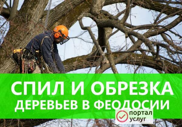 Фото Спил и обрезка деревьев