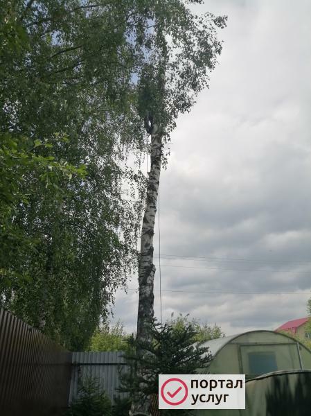 Фото Спил опасных деревьев