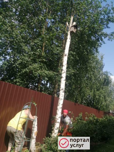Фото Спил опасных деревьев
