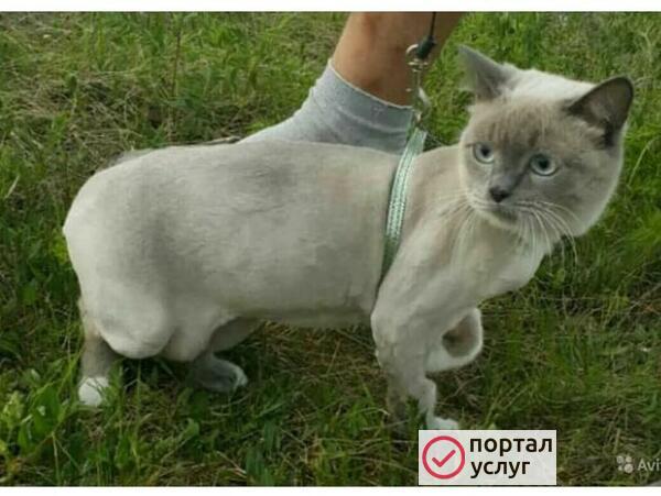 Фото Стрижка котов